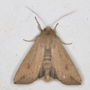 Mythimna (Pseudaletia) convecta at Melba, ACT - 21 Dec 2021 08:39 PM