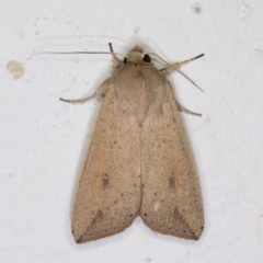 Mythimna (Pseudaletia) convecta at Melba, ACT - 21 Dec 2021 08:39 PM