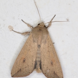 Mythimna (Pseudaletia) convecta at Melba, ACT - 21 Dec 2021 08:39 PM