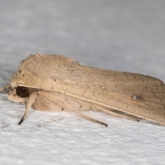 Mythimna (Pseudaletia) convecta at Melba, ACT - 21 Dec 2021 08:39 PM