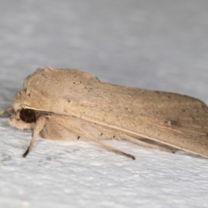 Mythimna (Pseudaletia) convecta at Melba, ACT - 21 Dec 2021 08:39 PM