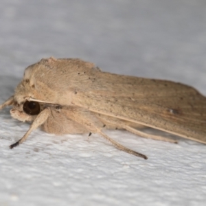 Mythimna (Pseudaletia) convecta at Melba, ACT - 21 Dec 2021 08:39 PM