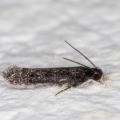 Gelechioidea (superfamily) (Unidentified Gelechioid moth) at Melba, ACT - 21 Dec 2021 by kasiaaus