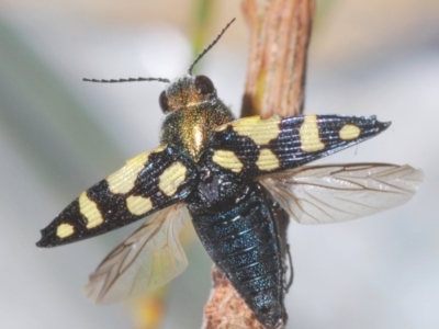 Astraeus (Astraeus) samouelli (A Jewel Beetle) at Cotter River, ACT - 10 Feb 2022 by Harrisi