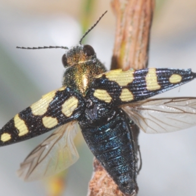 Astraeus (Astraeus) samouelli (A Jewel Beetle) at Cotter River, ACT - 10 Feb 2022 by Harrisi