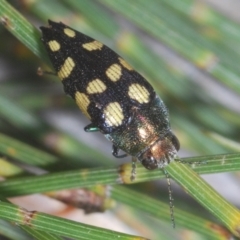 Astraeus (Astraeus) samouelli at Cotter River, ACT - 10 Feb 2022