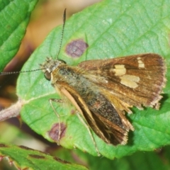 Timoconia flammeata (Bright Shield-skipper) at Lower Cotter Catchment - 8 Feb 2022 by Harrisi