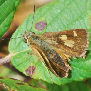 Timoconia flammeata at Cotter River, ACT - 8 Feb 2022