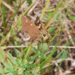 Timoconia flammeata at Cotter River, ACT - 8 Feb 2022