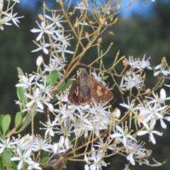 Timoconia flammeata at Cotter River, ACT - 8 Feb 2022