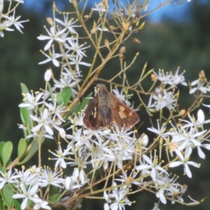 Timoconia flammeata at Cotter River, ACT - 8 Feb 2022