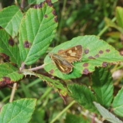 Timoconia flammeata at Cotter River, ACT - 8 Feb 2022