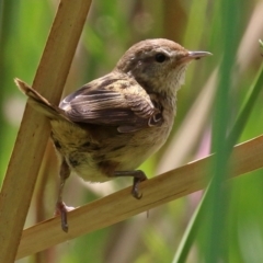 Poodytes gramineus (Little Grassbird) at Jerrabomberra Wetlands - 11 Feb 2022 by RodDeb