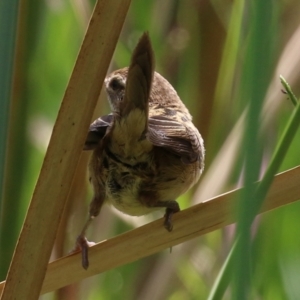 Poodytes gramineus at Fyshwick, ACT - 11 Feb 2022