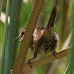 Poodytes gramineus at Fyshwick, ACT - 11 Feb 2022