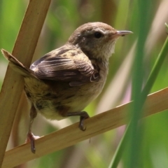 Poodytes gramineus at Fyshwick, ACT - 11 Feb 2022