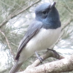 Myiagra rubecula (Leaden Flycatcher) at Uriarra Recreation Reserve - 3 Feb 2022 by RobParnell