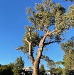 Eucalyptus melliodora (Yellow Box) at Macquarie, ACT - 7 Feb 2022 by LMS