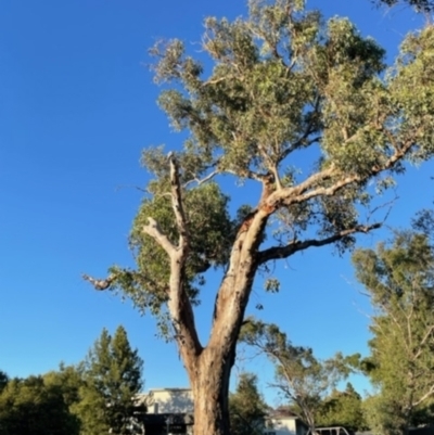 Eucalyptus melliodora (Yellow Box) at Macquarie, ACT - 8 Feb 2022 by LMS