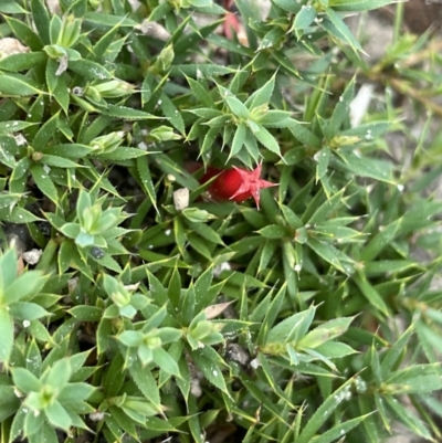 Astroloma humifusum (Cranberry Heath) at Namadgi National Park - 11 Feb 2022 by JaneR