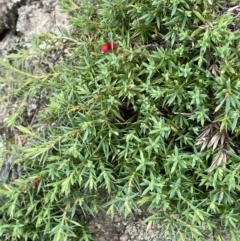 Styphelia humifusum at Tennent, ACT - 11 Feb 2022