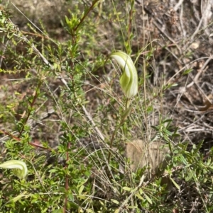 Diplodium ampliatum at Tennent, ACT - 11 Feb 2022