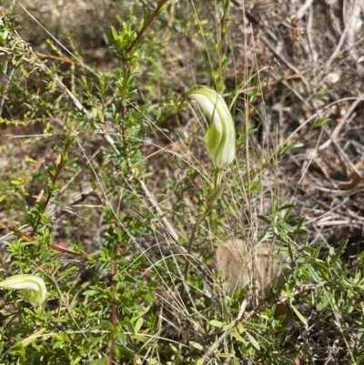 Diplodium ampliatum (Large Autumn Greenhood) at Namadgi National Park - 11 Feb 2022 by JaneR