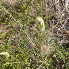 Diplodium ampliatum (Large autumn greenhood) at Tennent, ACT - 11 Feb 2022 by JaneR