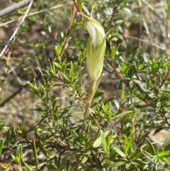 Diplodium ampliatum at Tennent, ACT - 11 Feb 2022