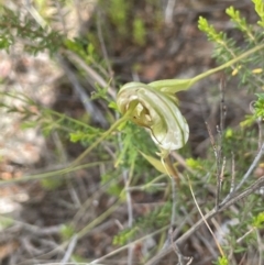 Diplodium ampliatum at Tennent, ACT - 11 Feb 2022