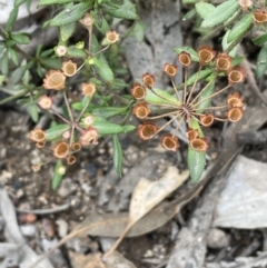 Pomax umbellata (A Pomax) at Tennent, ACT - 11 Feb 2022 by JaneR