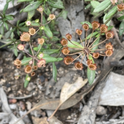 Pomax umbellata (A Pomax) at Tennent, ACT - 11 Feb 2022 by JaneR