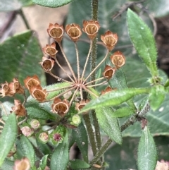 Pomax umbellata at Tennent, ACT - 11 Feb 2022 04:07 PM