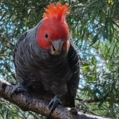 Callocephalon fimbriatum (Gang-gang Cockatoo) at Stirling, ACT - 8 Feb 2022 by maXineC