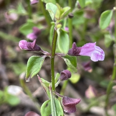 Scutellaria humilis (Dwarf Skullcap) at Namadgi National Park - 11 Feb 2022 by JaneR