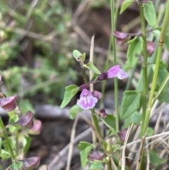 Scutellaria humilis at Tennent, ACT - 11 Feb 2022