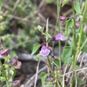 Scutellaria humilis at Tennent, ACT - 11 Feb 2022 06:15 PM