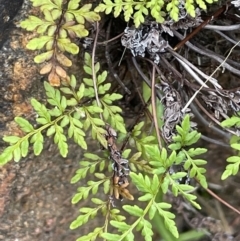 Cheilanthes austrotenuifolia (Rock Fern) at Tennent, ACT - 11 Feb 2022 by JaneR