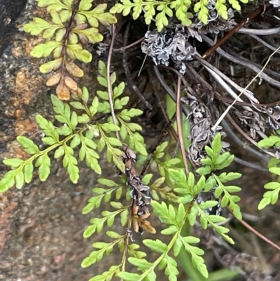 Cheilanthes austrotenuifolia (Rock Fern) at Namadgi National Park - 11 Feb 2022 by JaneR