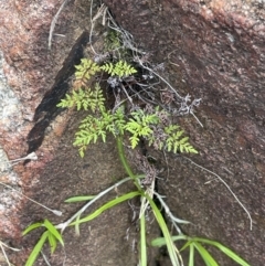 Cheilanthes austrotenuifolia at Tennent, ACT - 11 Feb 2022
