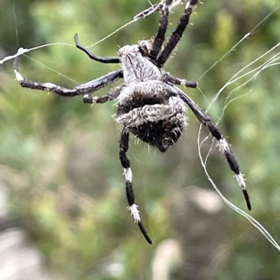 Backobourkia heroine (Heroic Orb-weaver) at Namadgi National Park - 11 Feb 2022 by JaneR