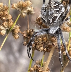 Backobourkia heroine at Tennent, ACT - 11 Feb 2022 05:50 PM