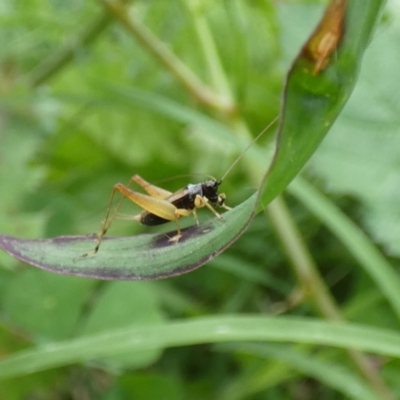 Trigonidium sp. (genus) (A Sword-tail Cricket) at McKellar, ACT - 10 Feb 2022 by Amata