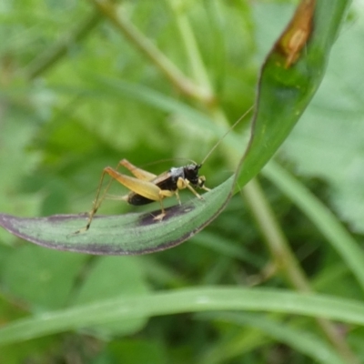 Trigonidium sp. (genus) (A Sword-tail Cricket) at McKellar, ACT - 10 Feb 2022 by Birdy