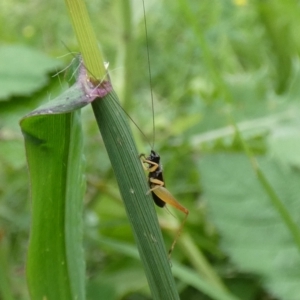 Trigonidium sp. (genus) at McKellar, ACT - suppressed