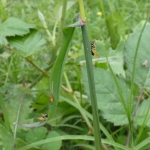 Trigonidium sp. (genus) at McKellar, ACT - 10 Feb 2022