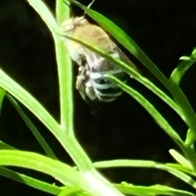 Amegilla sp. (genus) (Blue Banded Bee) at Rivett, ACT - 11 Feb 2022 by maXineC