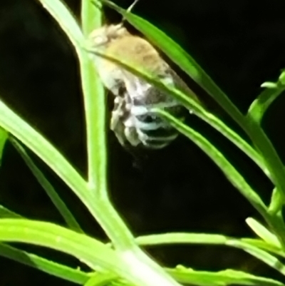 Amegilla sp. (genus) (Blue Banded Bee) at Rivett, ACT - 12 Feb 2022 by maXineC