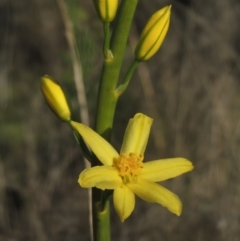 Bulbine glauca (Rock Lily) at Tennent, ACT - 9 Nov 2021 by MichaelBedingfield