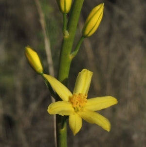 Bulbine glauca at Tennent, ACT - 9 Nov 2021